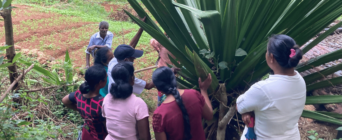 Six farmers, with their backs to the camera, examine a hana plant as an artisan demonstrates how to harvest the leaves.